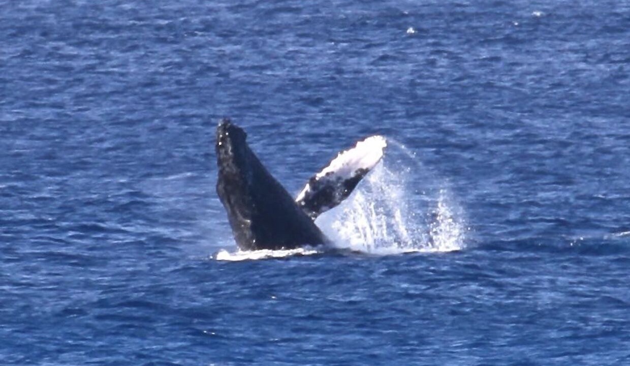 Photo of Others in Waialua