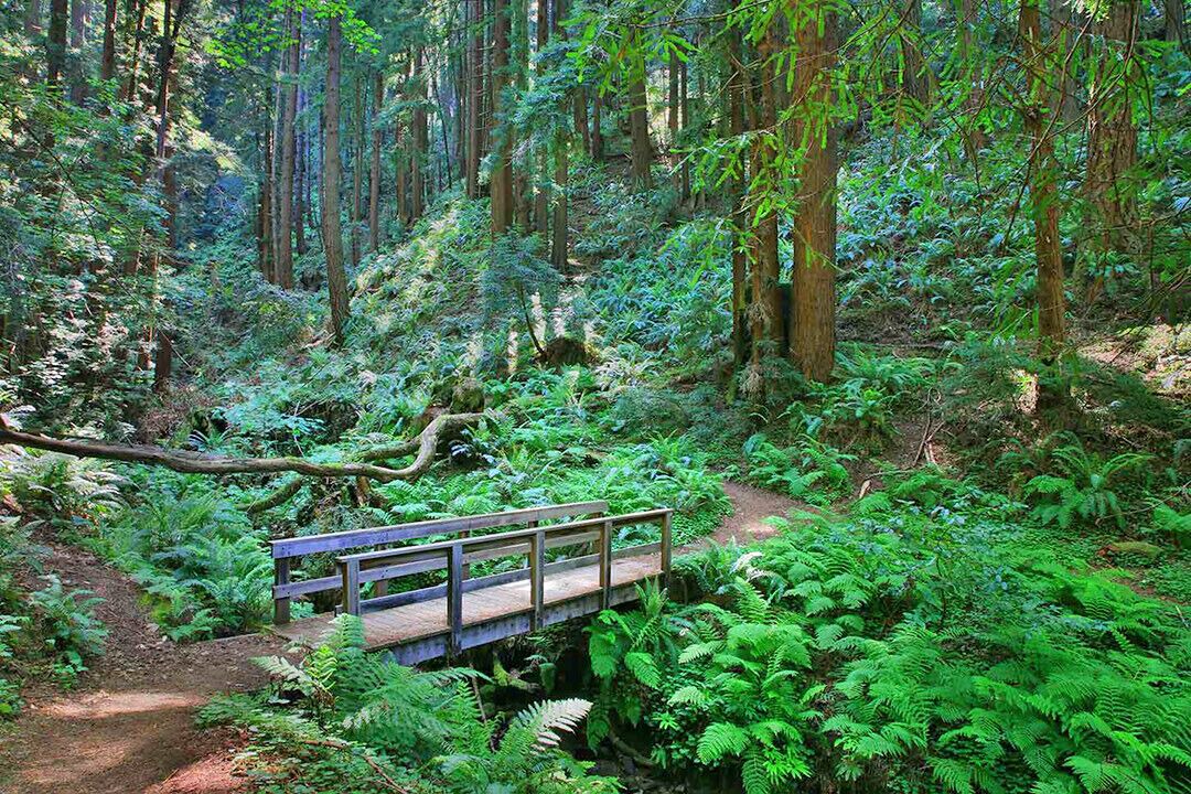 Photo of Outdoor in Montara