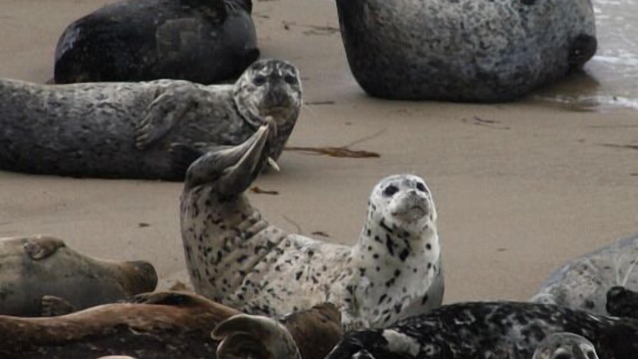 Photo of Others in Carpinteria