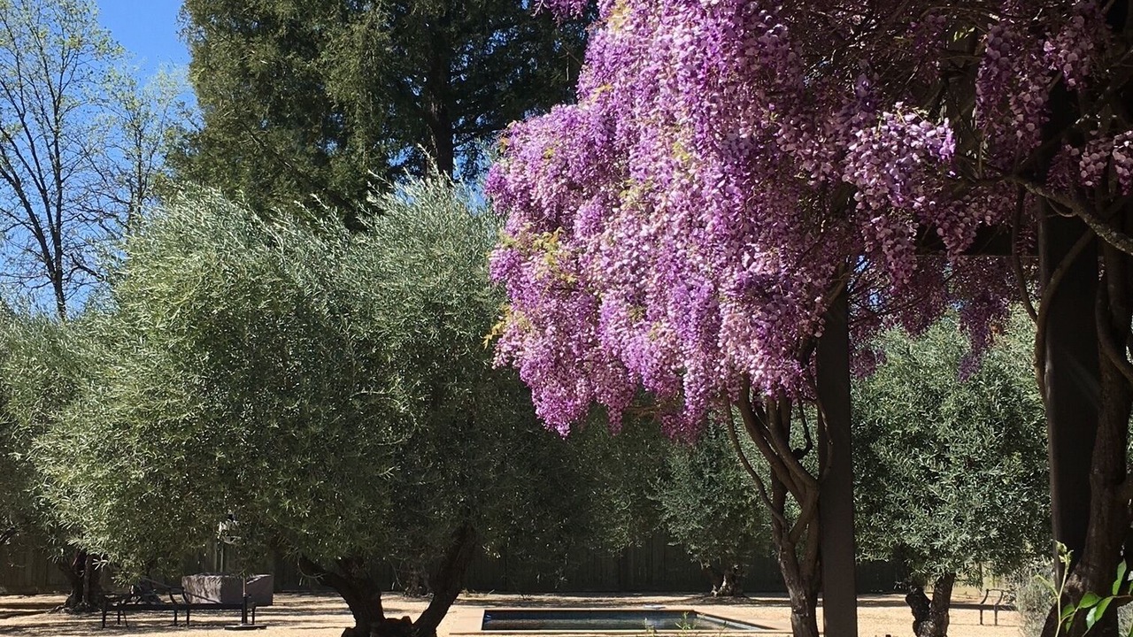 Photo of Others in St. Helena