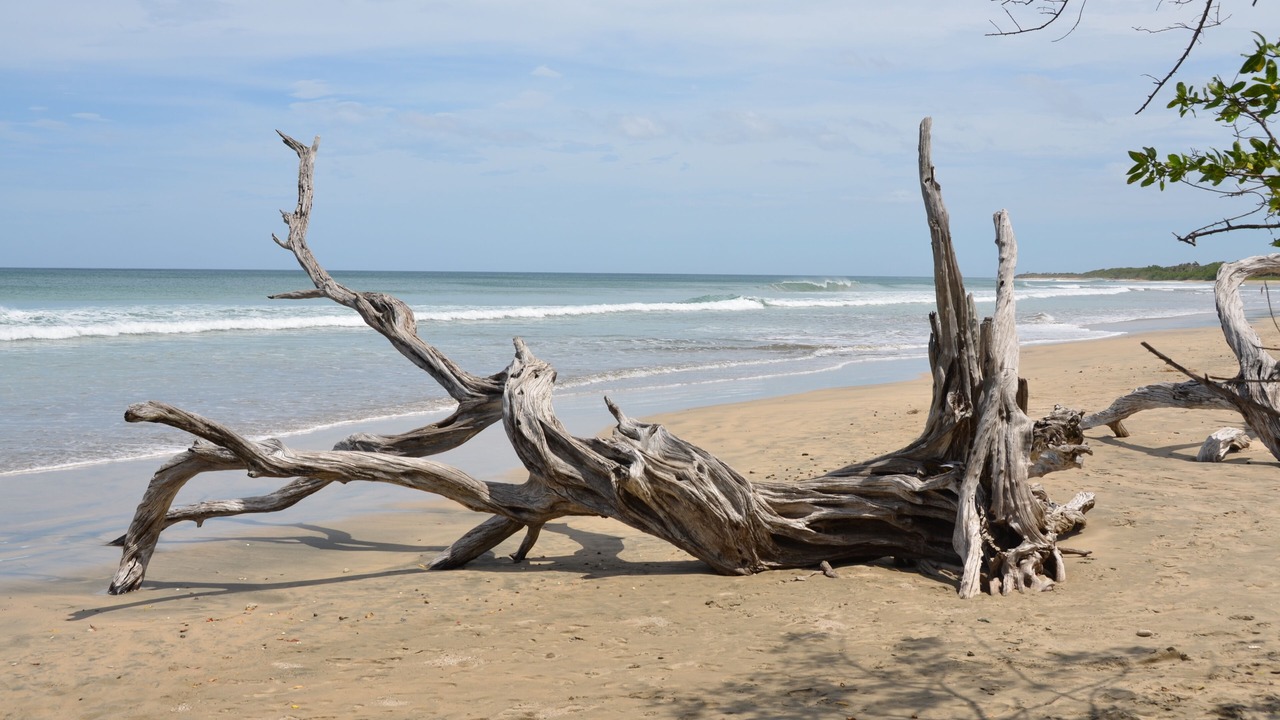 Photo of Others in Playa Langosta