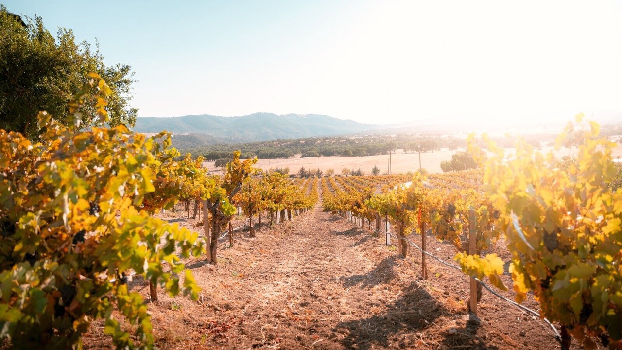 Photo of Others in Paso Robles