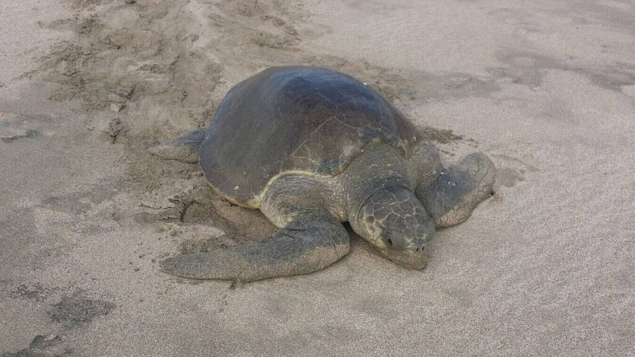 Photo of Others in Playa Colorado