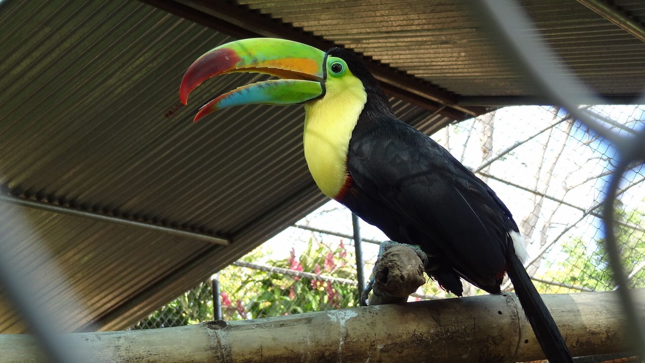 Photo of Others in Puerto Carrillo