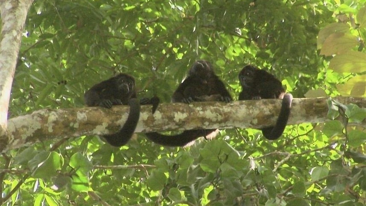 Photo of Outdoor in Cocles