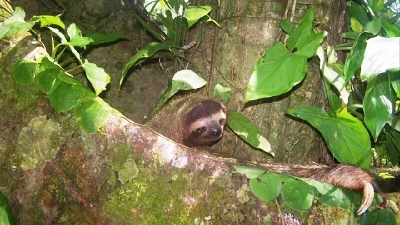Photo of Others in Cocles