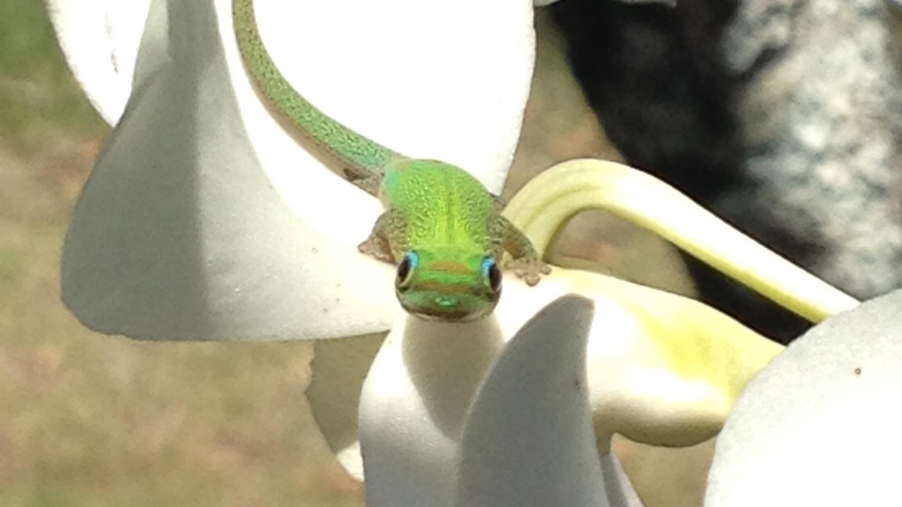Photo of Others in Waialua