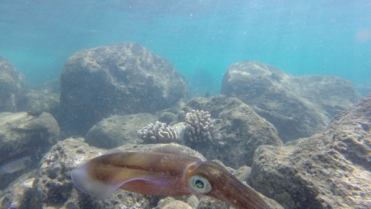 Photo of Others in Waialua