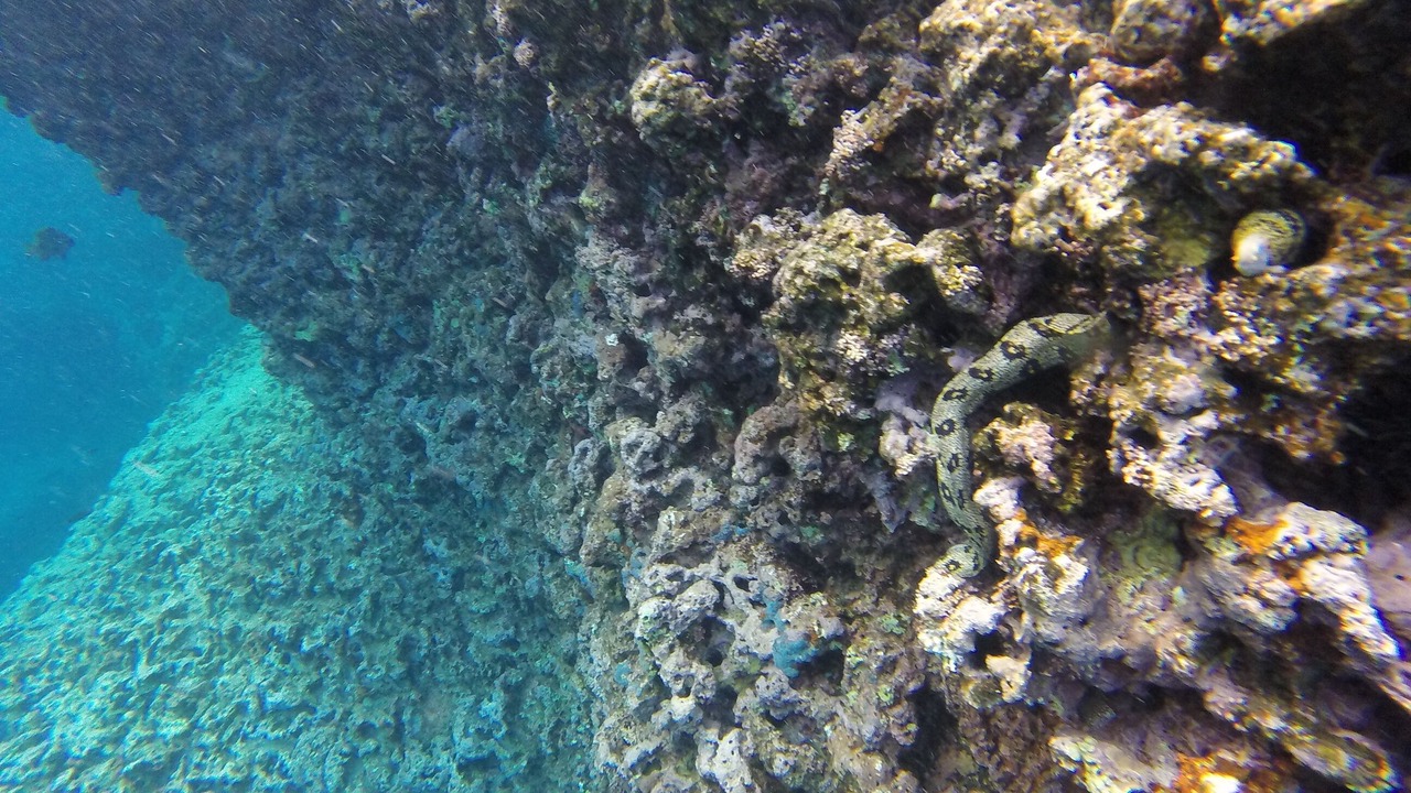 Photo of Others in Waialua