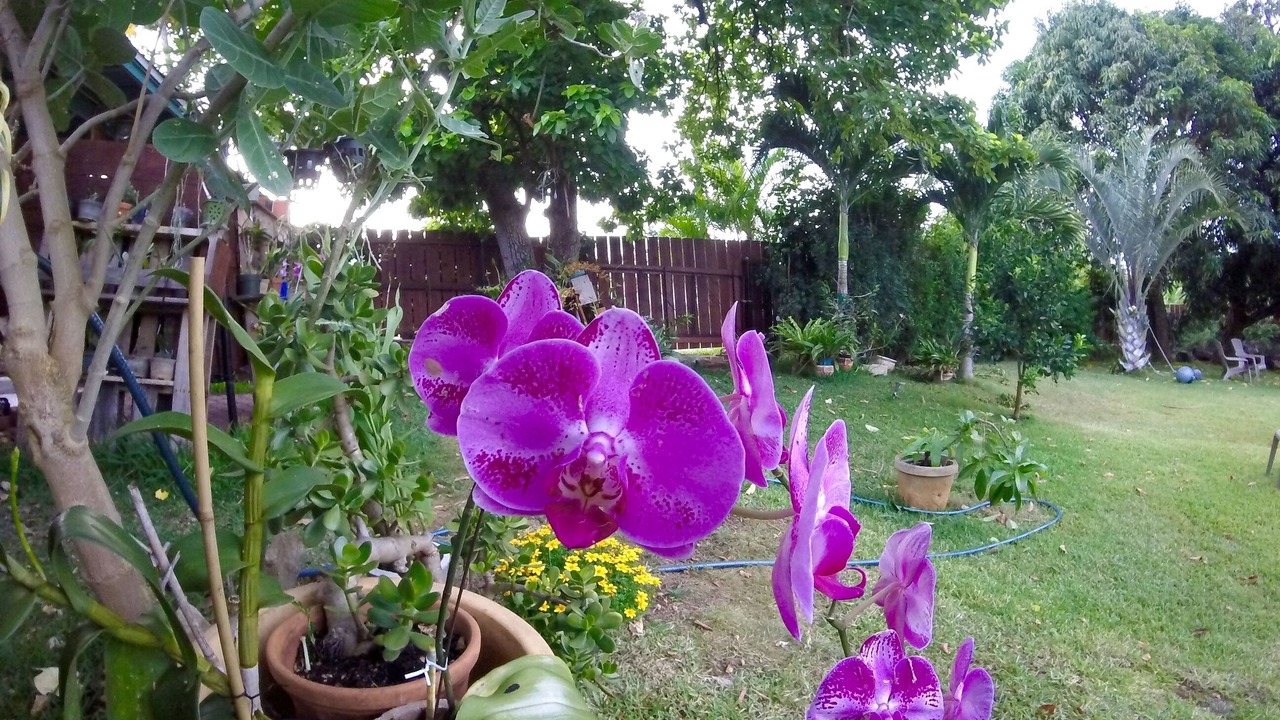 Photo of Outdoor in Waialua