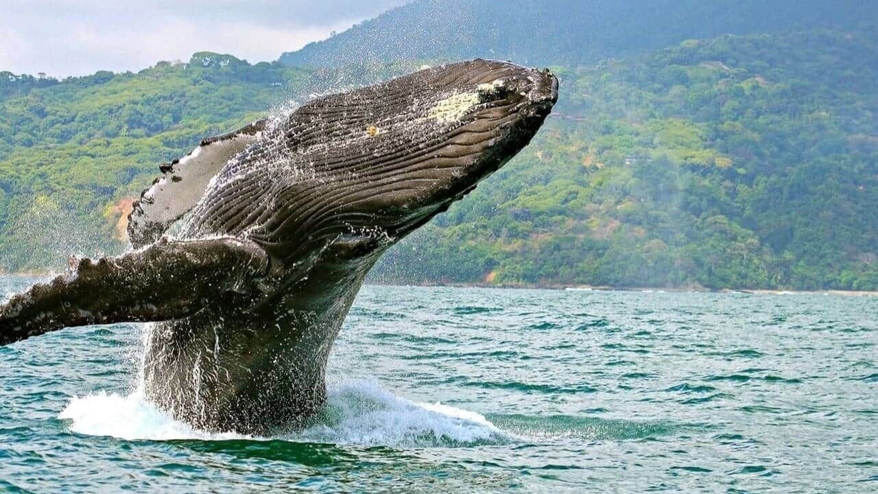 Photo of Others in Ballena