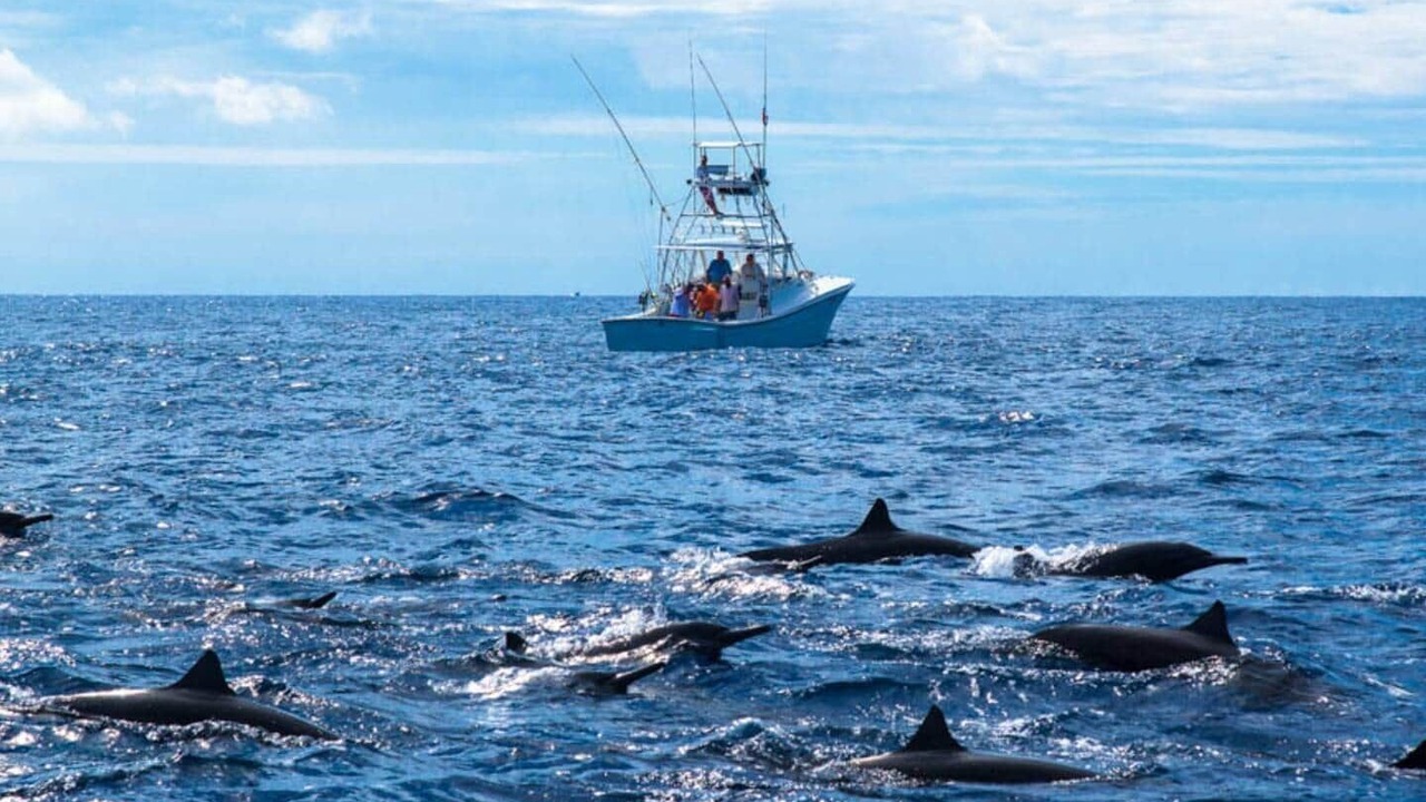 Photo of Others in Ballena