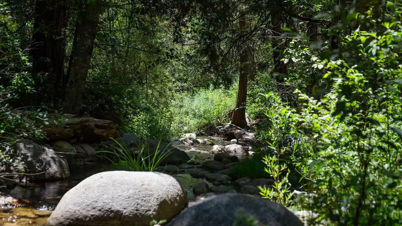 Photo of Others in Idyllwild