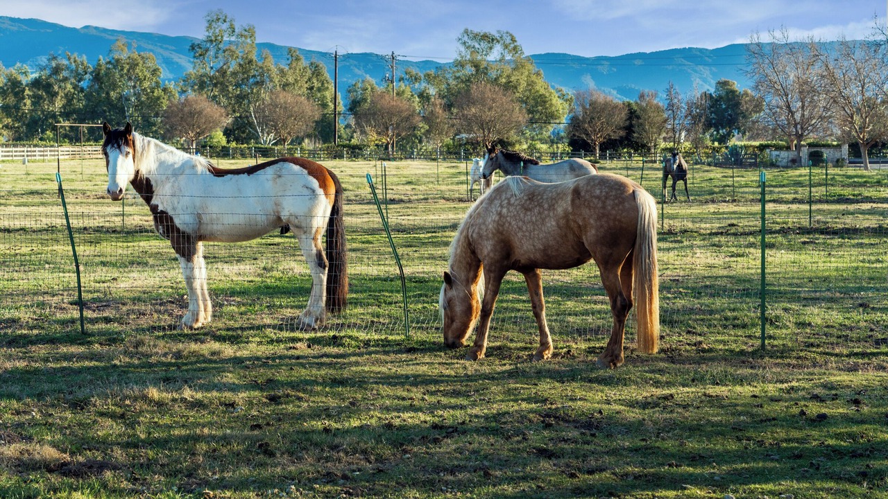 Photo of Others in Santa Ynez