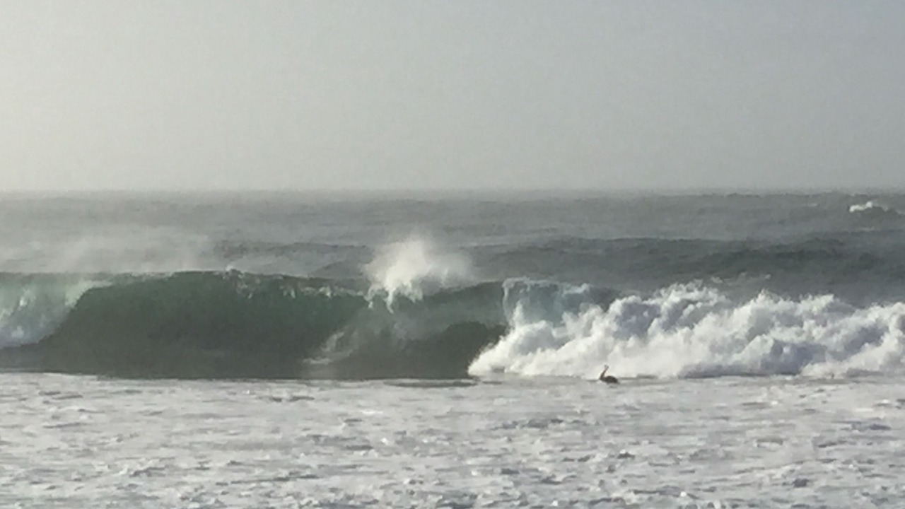 Photo of Others in Brunswick Heads