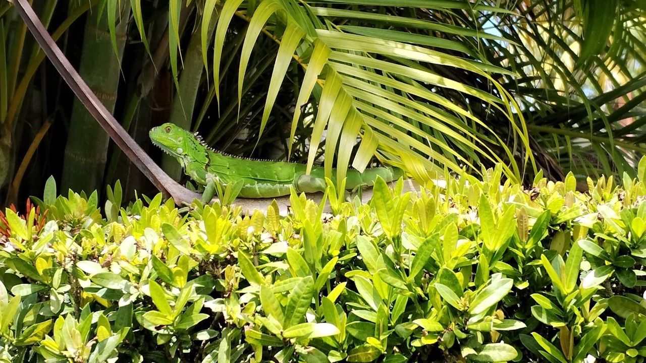 Photo of Outdoor in Potrero