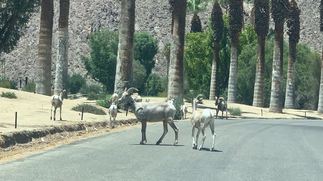 Photo of Others in Borrego Springs