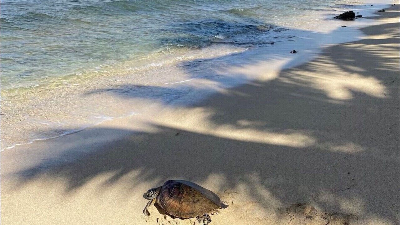 Photo of Others in Mokuleia