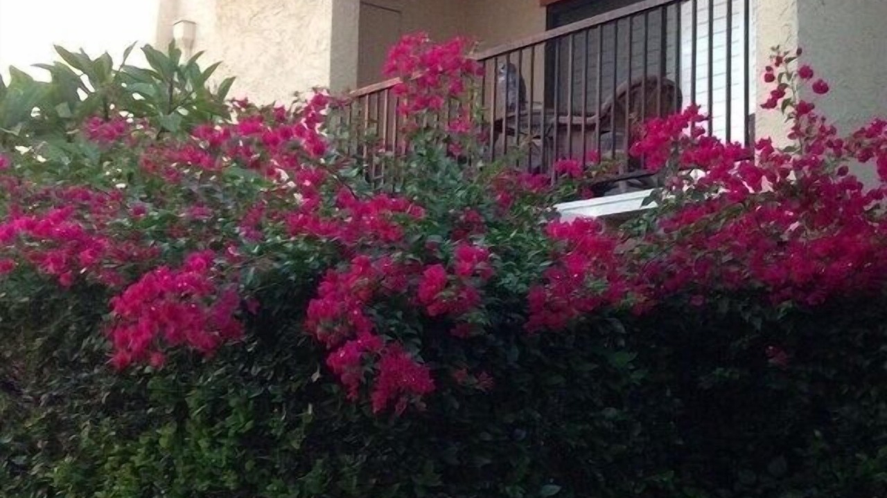 Photo of Outdoor in Sunrise Vista Chino
