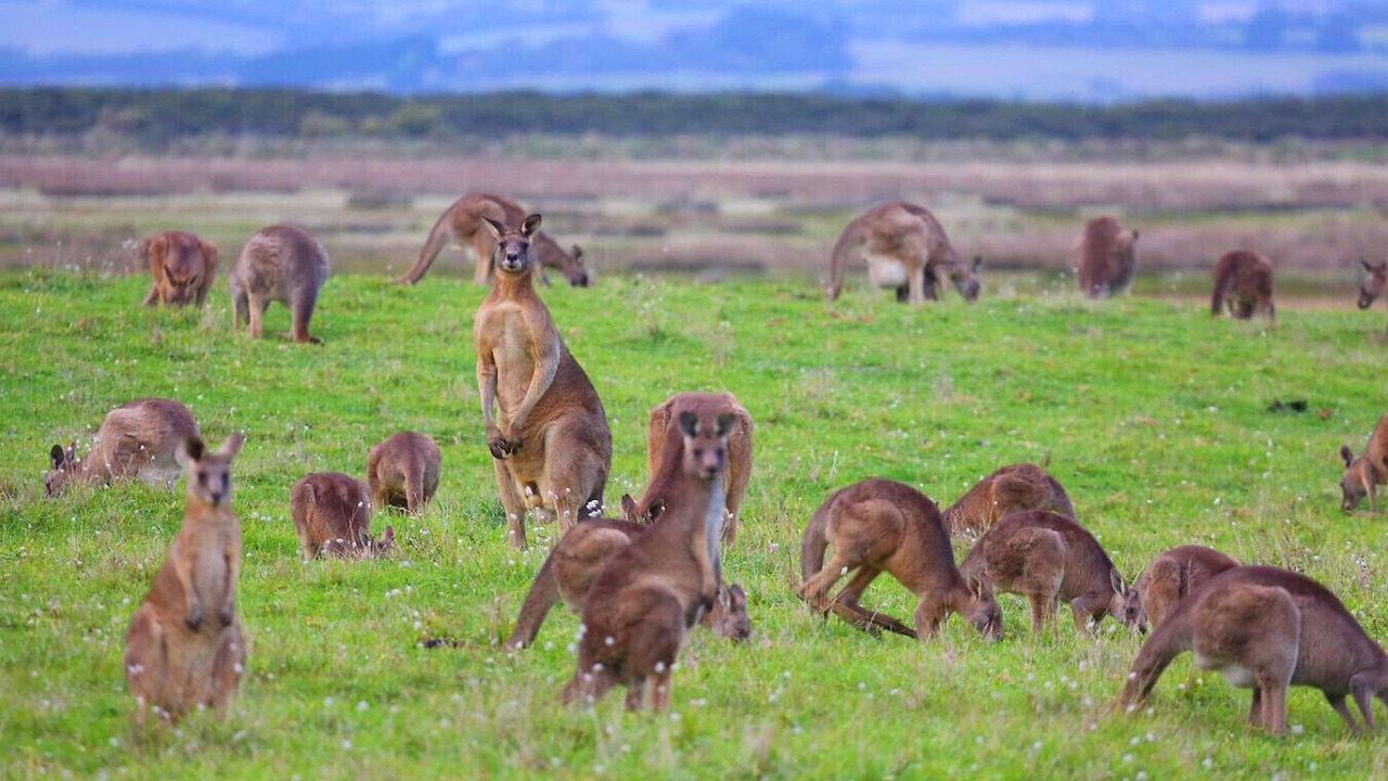 Photo of Others in Venus Bay