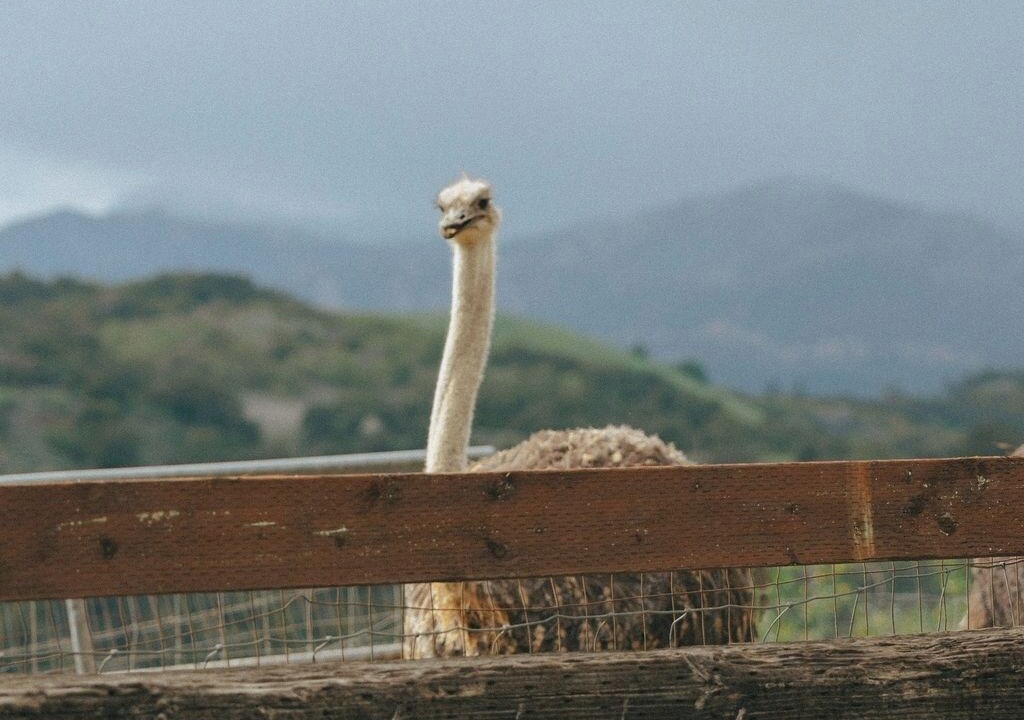 Photo of Others in Ventura County