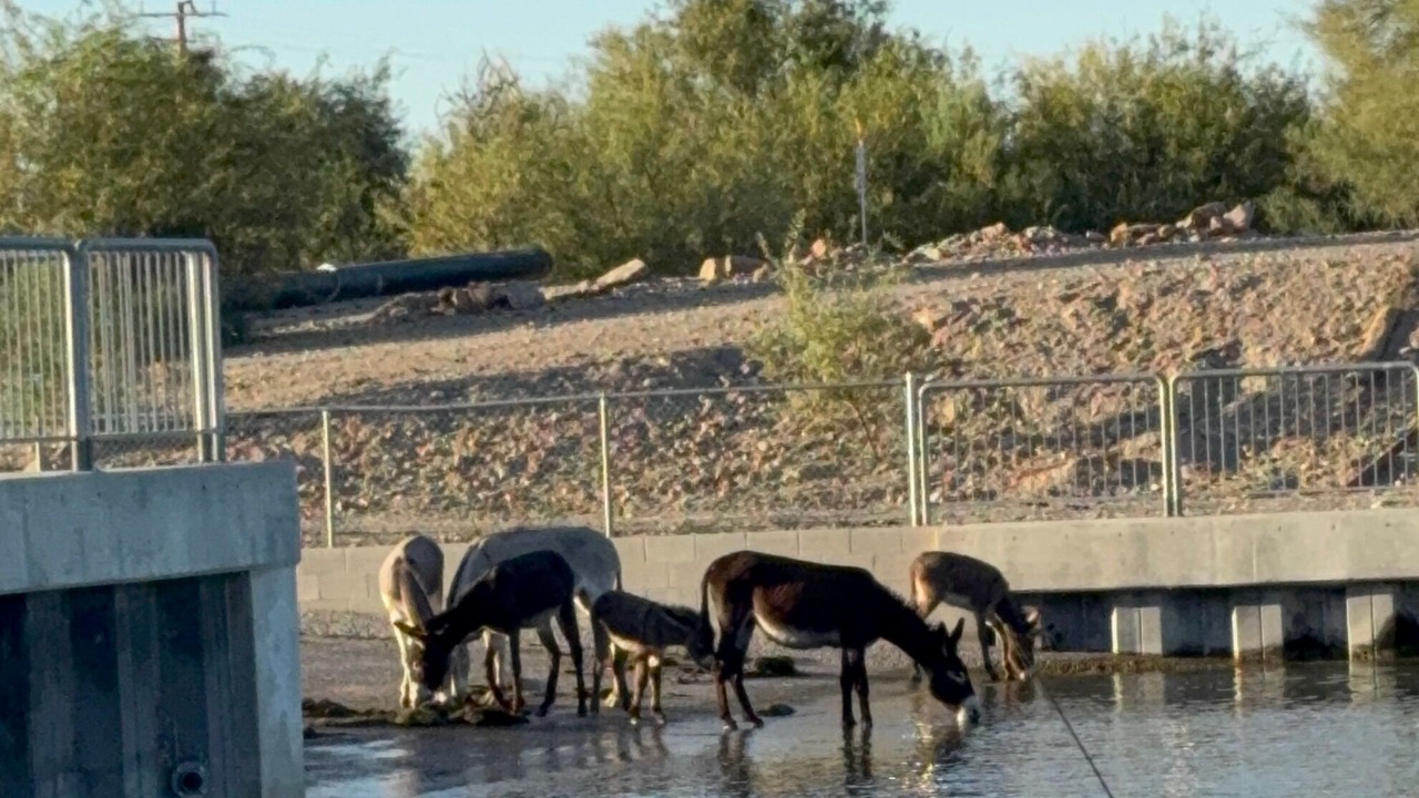Photo of Others in Havasu Lake