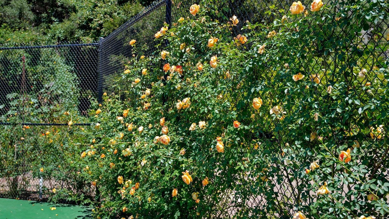 Photo of Outdoor in Carpinteria