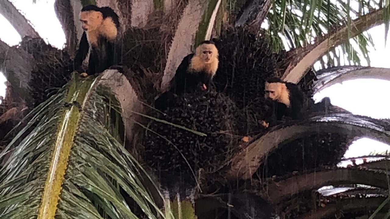 Photo of Others in Ciudad Cortes