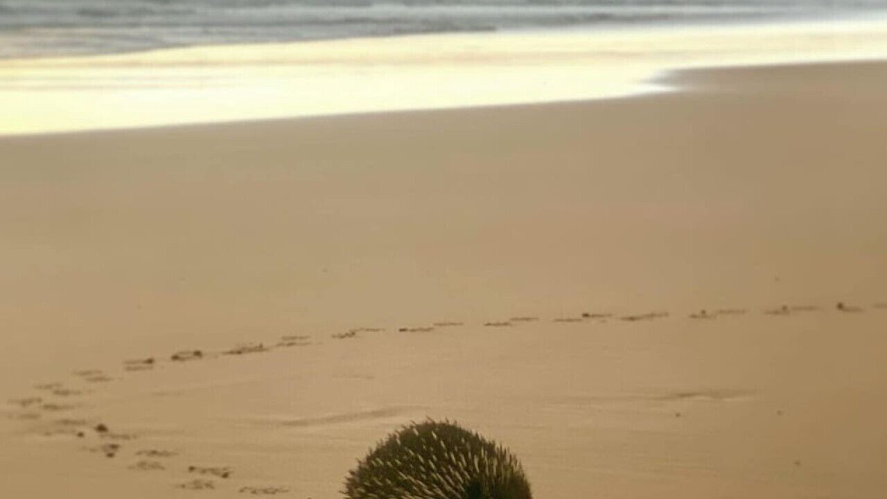 Photo of Others in Venus Bay