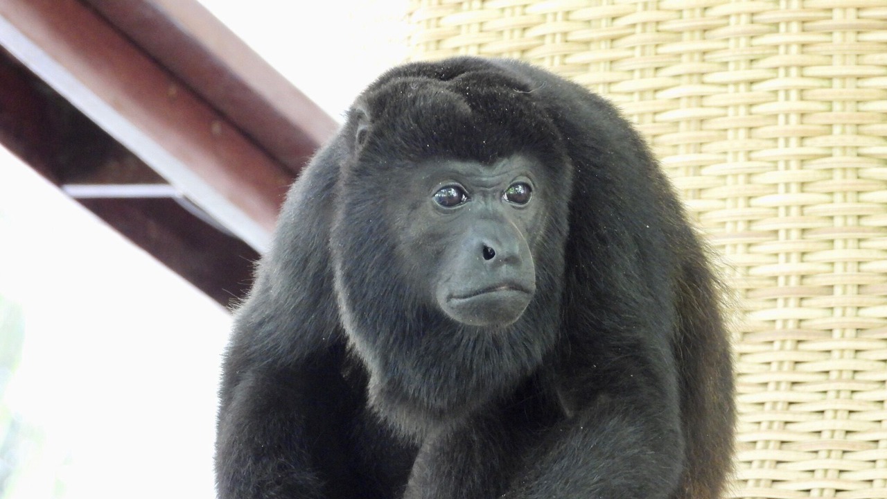 Photo of Others in Cahuita