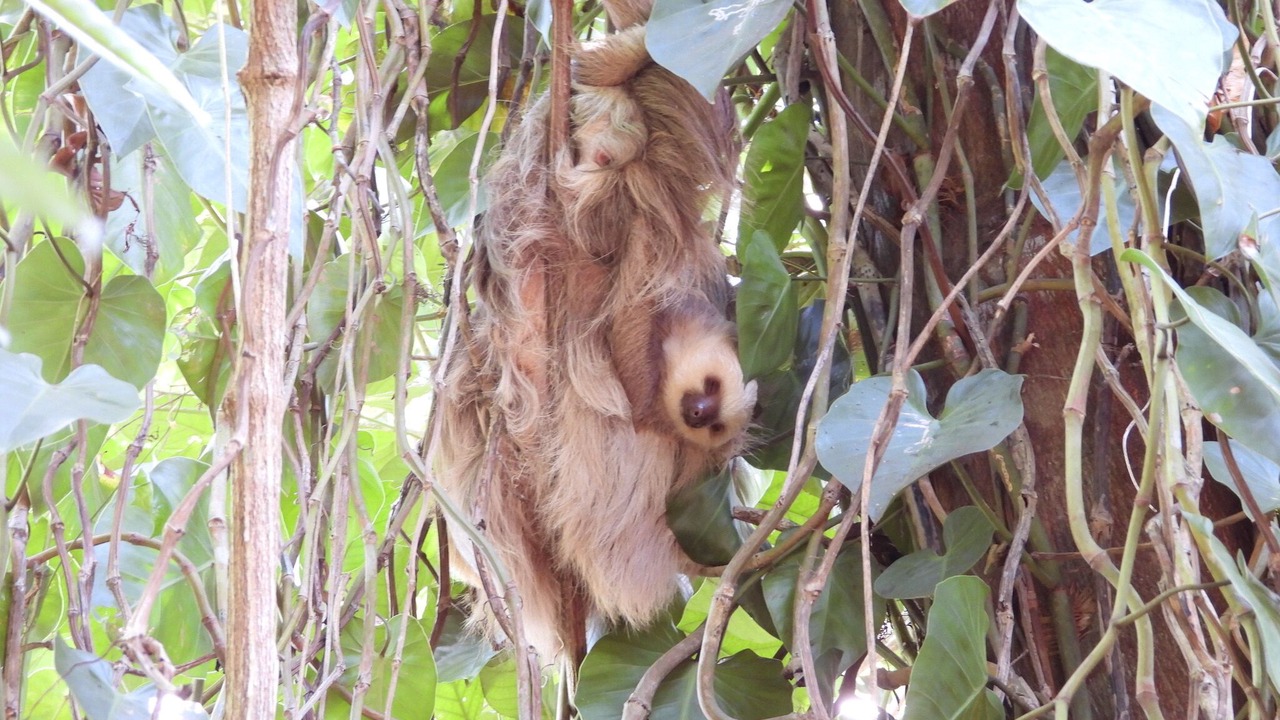 Photo of Outdoor in Cahuita