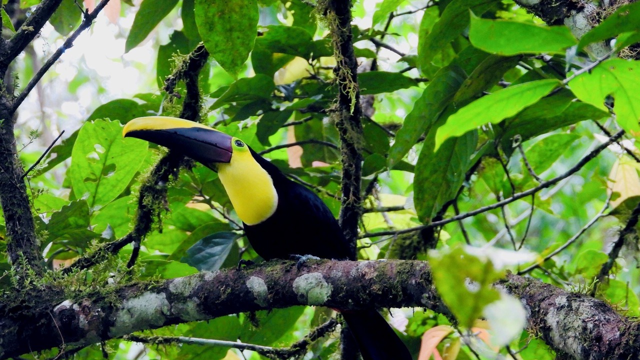 Photo of Others in Cahuita