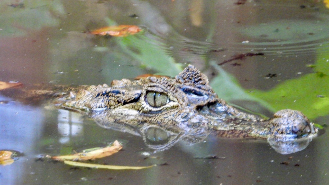 Photo of Others in Cahuita