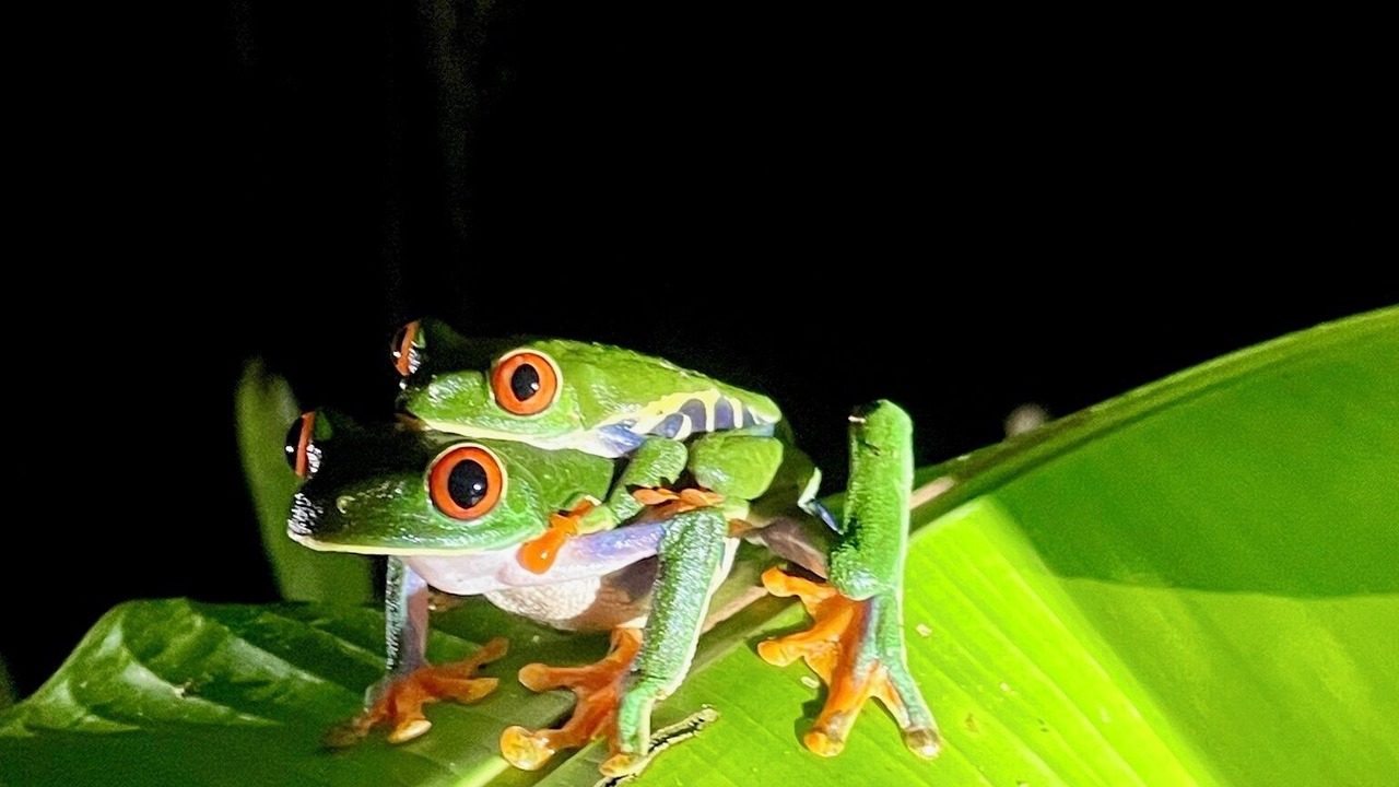 Photo of Others in Cahuita