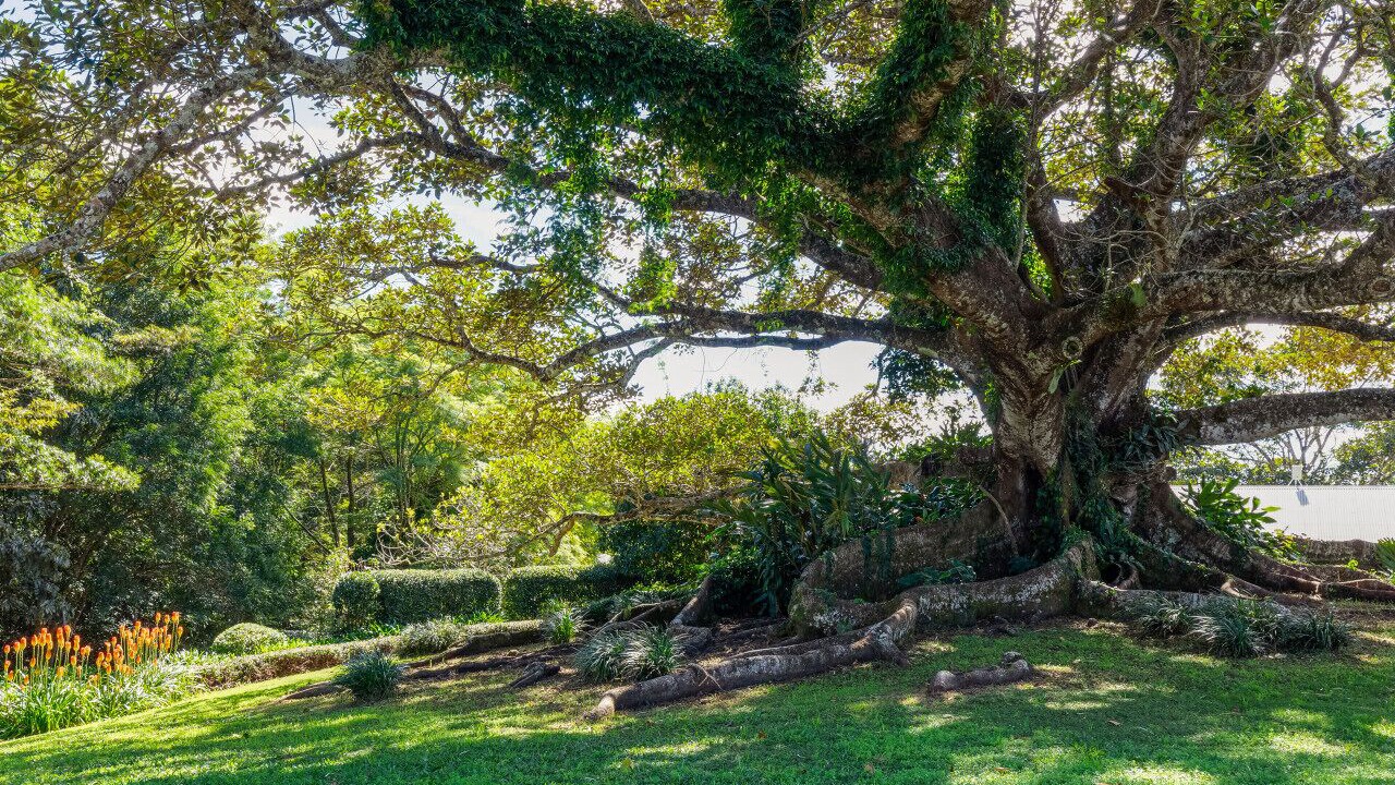 Photo of Others in Maleny