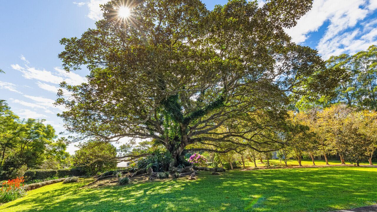Photo of Others in Maleny
