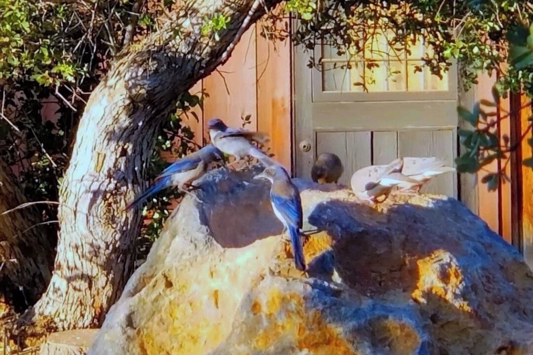 Photo of Others in Pinyon Pines