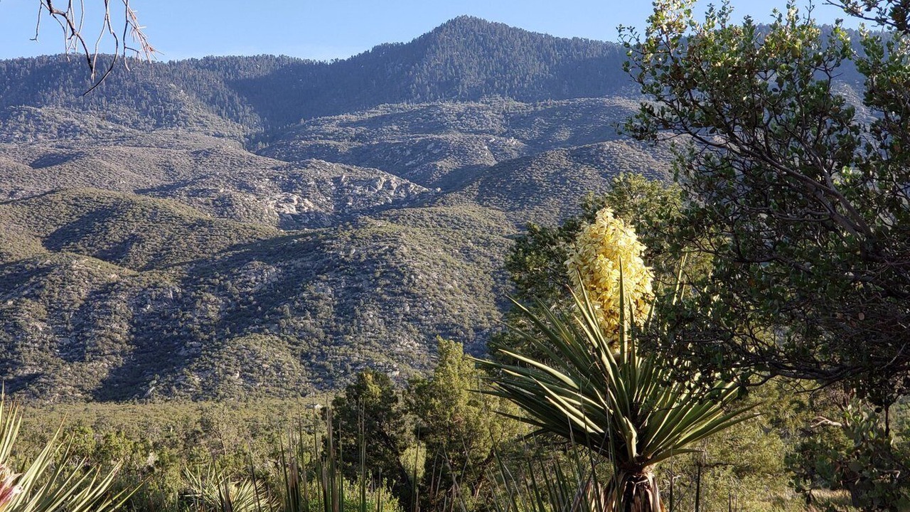 Photo of Others in Pinyon Pines
