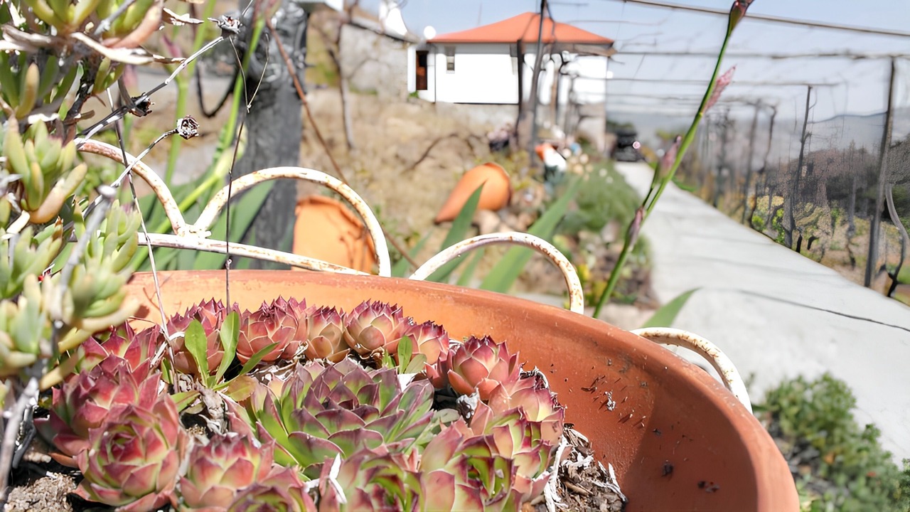 Photo of Outdoor in Lamego