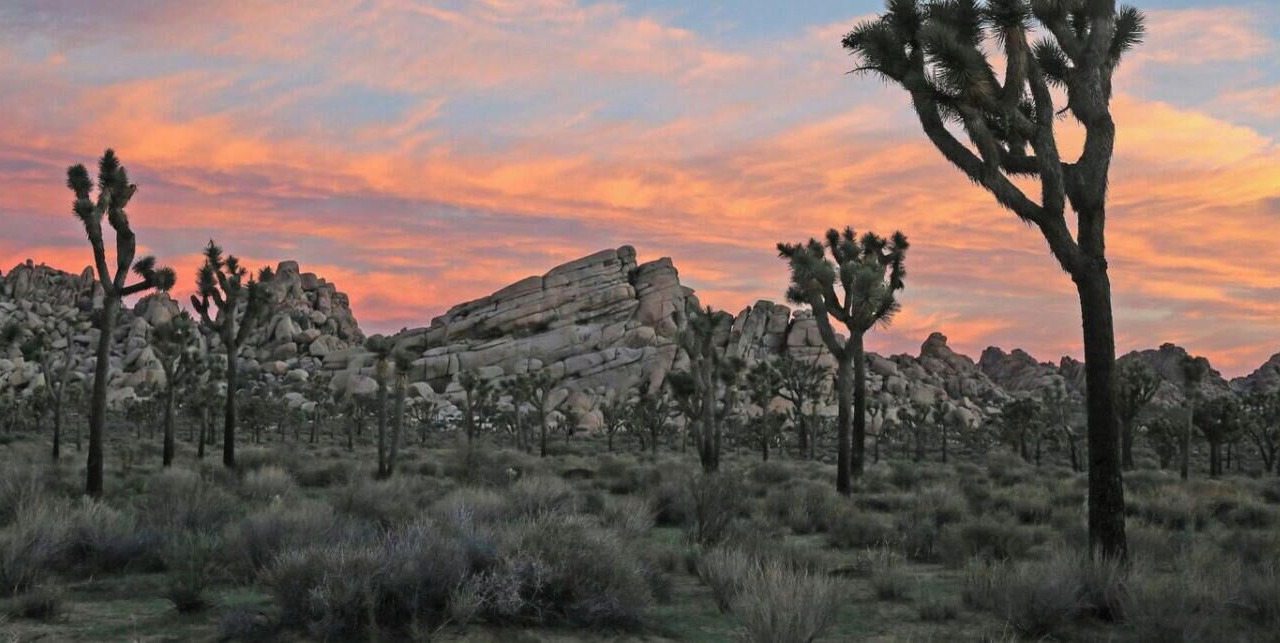 Photo of Others in Twentynine Palms