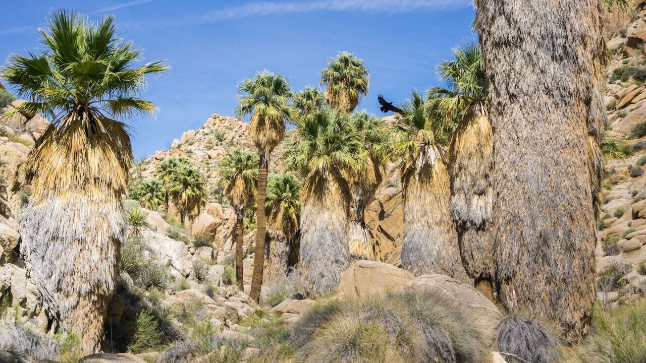 Photo of Outdoor in Twentynine Palms