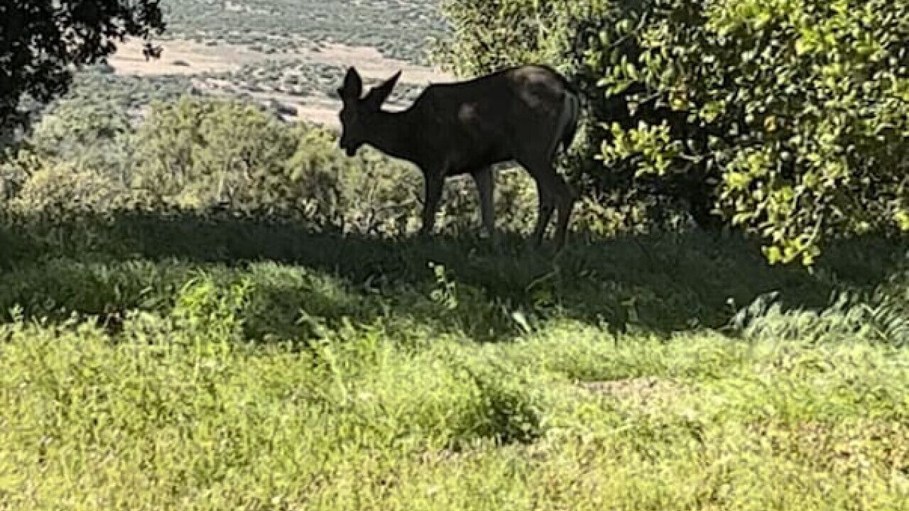Photo of Others in Ranchita