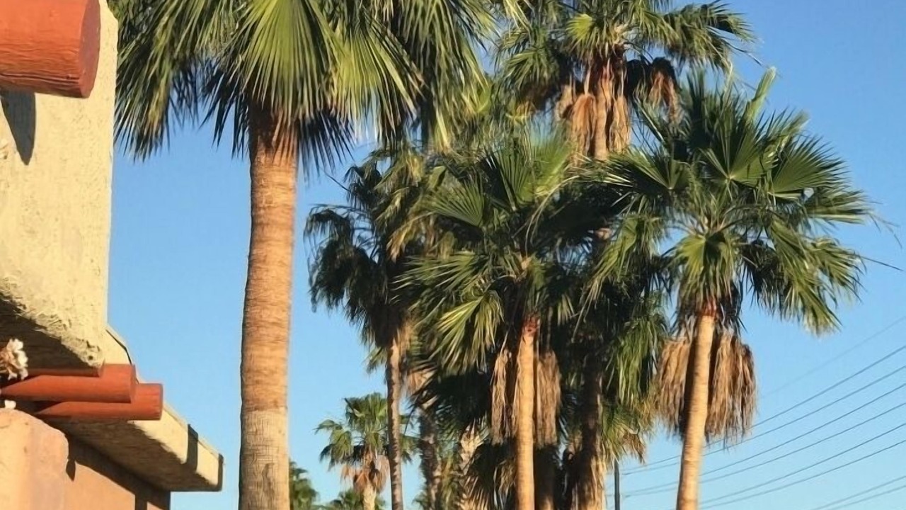 Photo of Others in Lake Havasu City