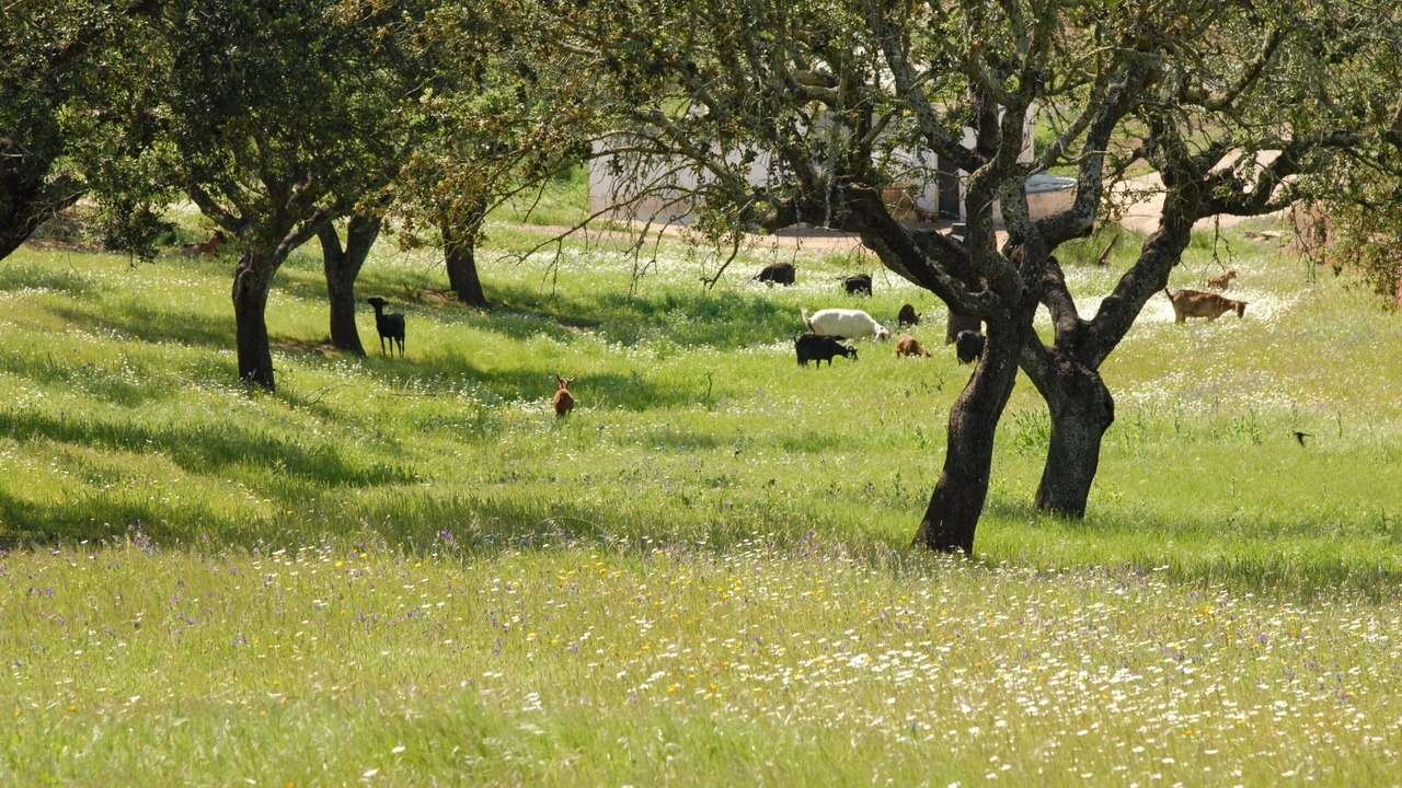 Photo of Others in Mertola