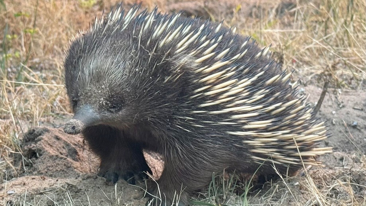 Photo of Others in Venus Bay