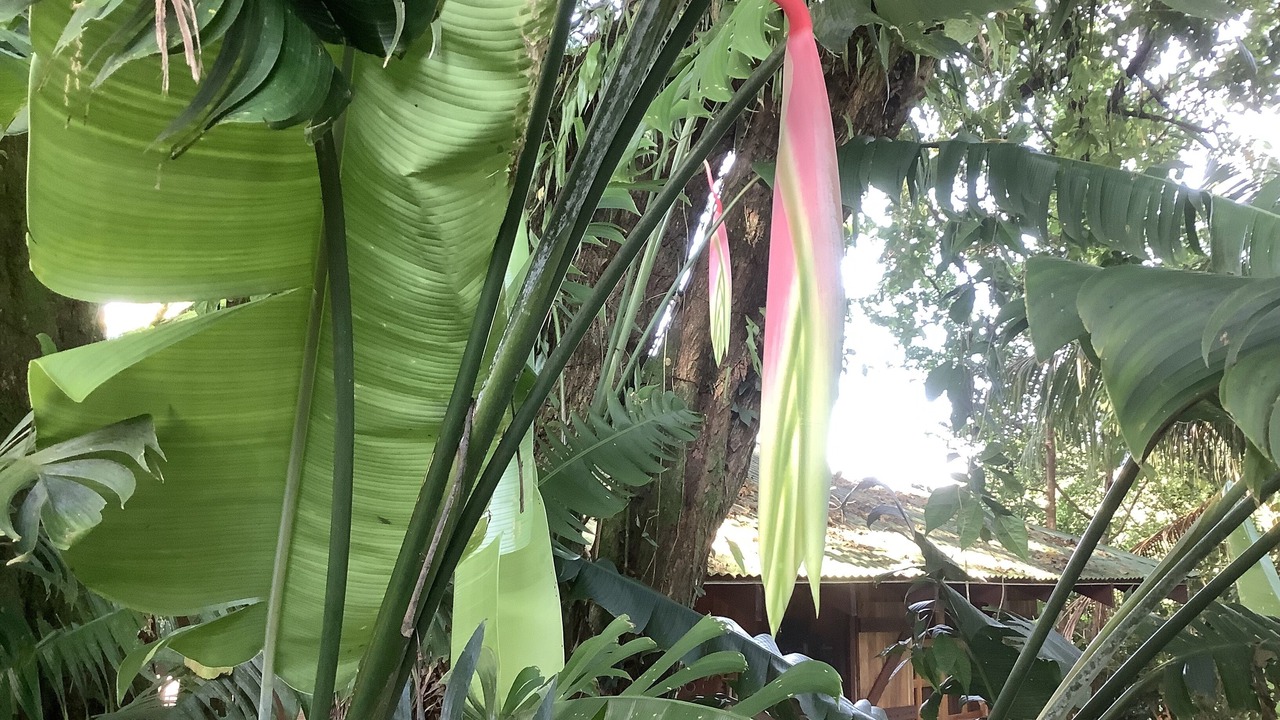 Photo of Outdoor in Ballena
