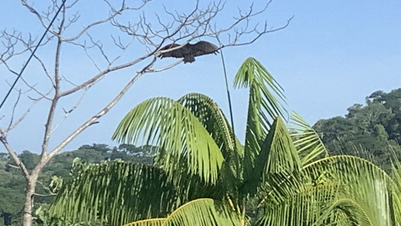 Photo of Others in Ballena
