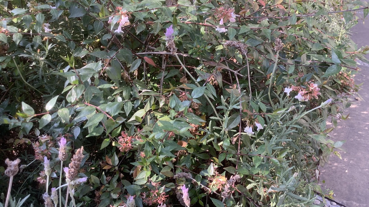 Photo of Outdoor in Ballena