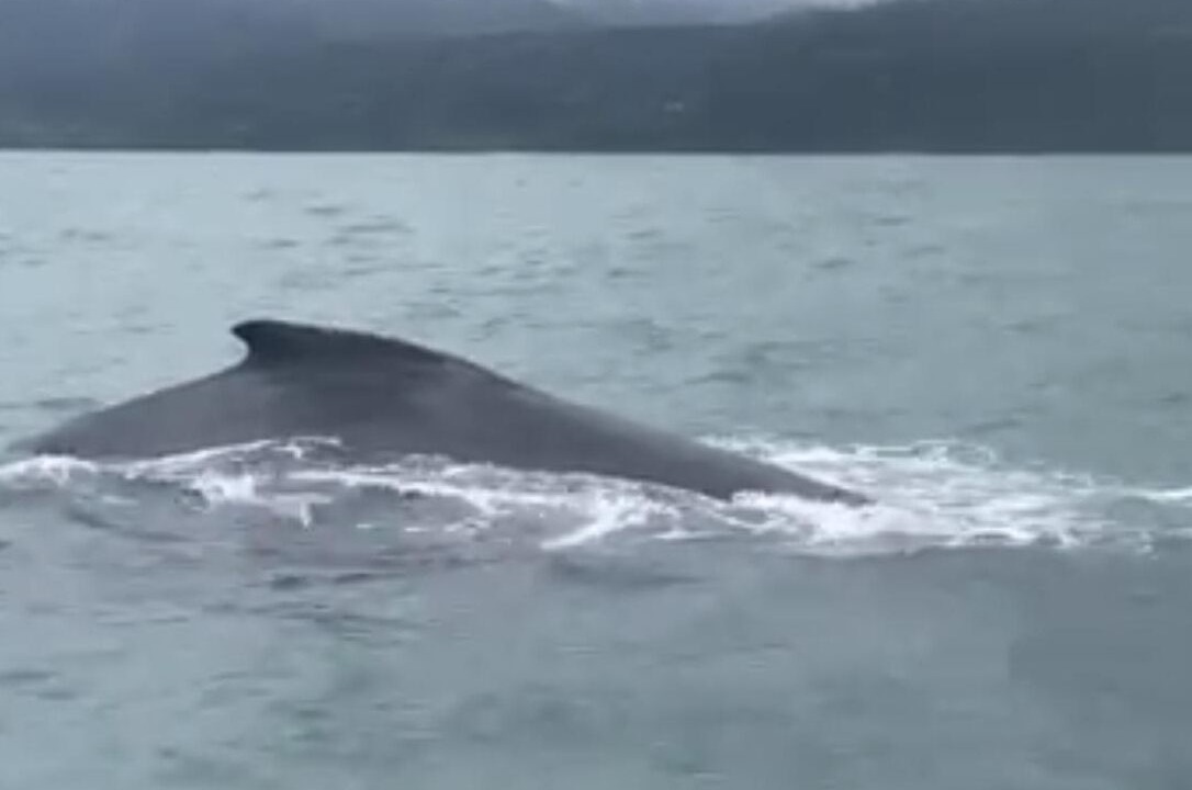 Photo of Others in Ballena