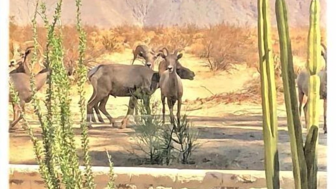 Photo of Others in Borrego Springs
